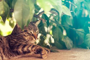 Giftige pflanzen für Katzen
