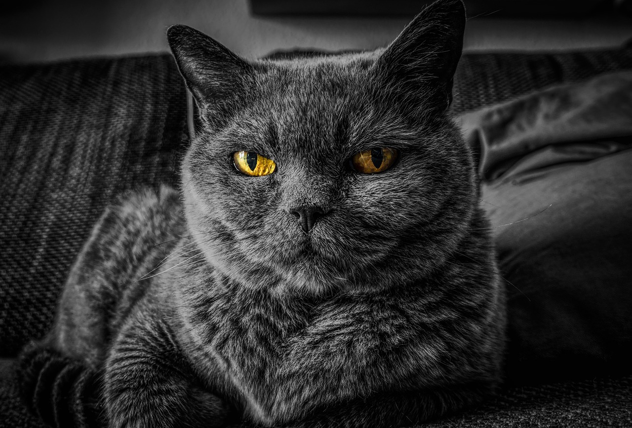 cat, cat's eyes, gray cat