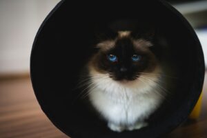 Himalayan cat in cup