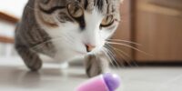 Praktischer Tabletteneingeber für Katzen: Leichte Medikamentengabe