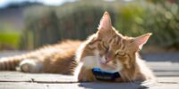 GPS Tracker für Katzen: Sicherheit und Überblick jederzeit gewährleistet
