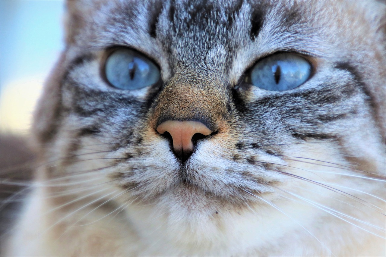 gray cat, observer, hunting