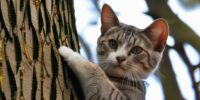 Hochwertiger Katzen Kratzbaum: Stabil und platzsparend für Zuhause