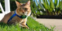 Komfortables Katzenleine mit Geschirr: Spaziergänge leicht gemacht