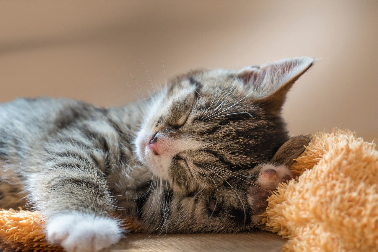 cat, nature, asleep